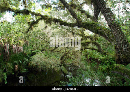 À l'échelle d'une rivière marécageuse envahie en Floride du Sud tropical, de chênes sont couverts avec la résurrection de fougères. Banque D'Images