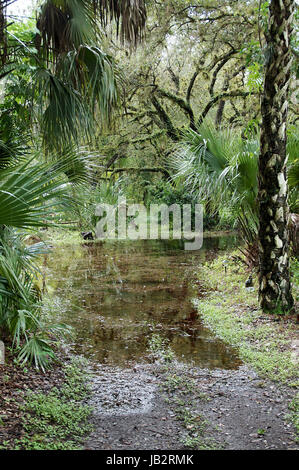 La zone tropicale de la Floride du sud, inondée après des pluies. Banque D'Images