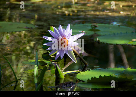 Un nénuphar pourpre de plus en plus hors de l'étang avec des nénuphars, une libellule est sur la fleur. Banque D'Images