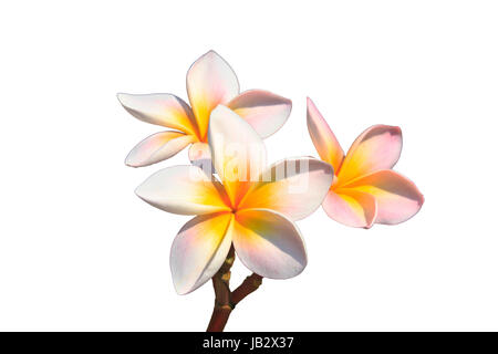 Plumeria (frangipanier) fleurs sur tree Banque D'Images