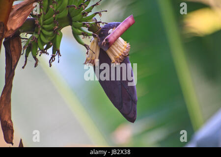 Fleur de bananier et bananes tas sur l'arbre Banque D'Images