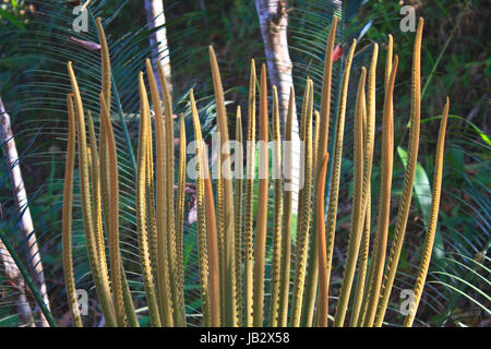 En herbe de cycadales au printemps avec de nouvelles feuilles Banque D'Images