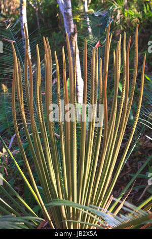 En herbe de cycadales au printemps avec de nouvelles feuilles Banque D'Images