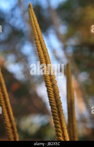 En herbe de cycadales au printemps avec de nouvelles feuilles Banque D'Images