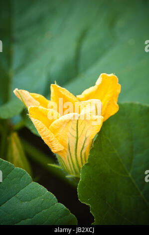 Parmi les fleurs de citrouille jaune vert feuilles Banque D'Images