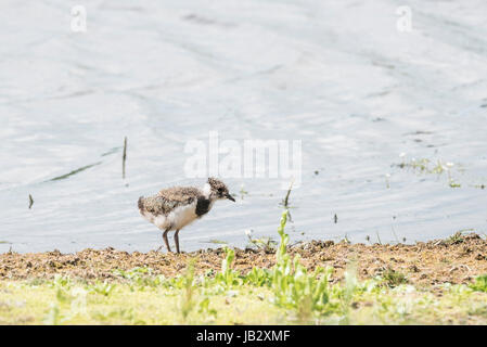 Un jeune sociable (Vanellus vanellus) nourriture au bord de l'eau Banque D'Images