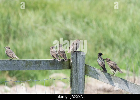 Un petit troupeau de principalement de jeunes Étourneaux sansonnets (Sturnus vulgaris) perché sur une clôture en bois Banque D'Images