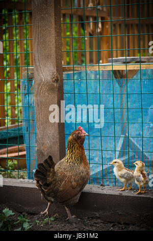 Le poulet avec des poules dans un enclos Banque D'Images