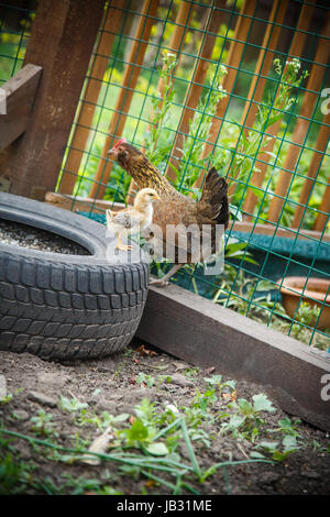 Le poulet avec des poules dans un enclos Banque D'Images