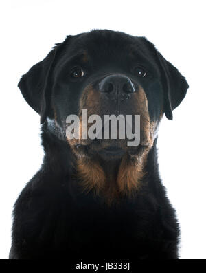 Portrait d'un chiot de race Rottweiler in front of white background Banque D'Images