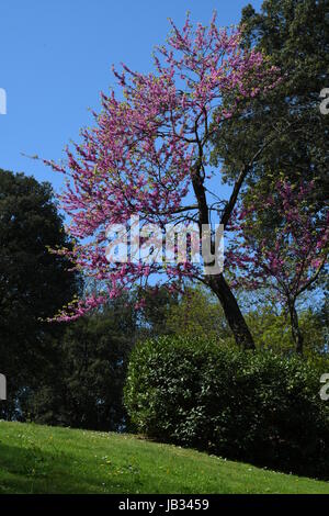 Arbre en fleur au jardin Bardini à Florence, Italie. Banque D'Images