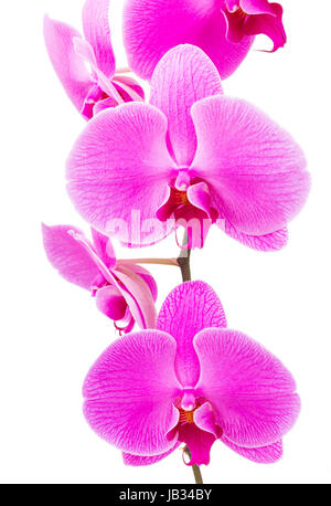 Radiant Orchid flower isolated on white Banque D'Images