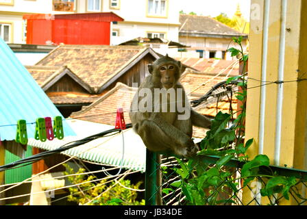 Macaque urbain assis sur un balcon, Phnom Penh, Cambodge Banque D'Images