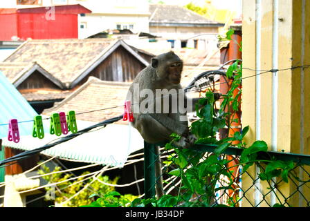 Macaque urbain assis sur un balcon, Phnom Penh, Cambodge Banque D'Images