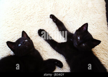 Deux chats Chatons chaton noir au soleil sur une chaise longue sur la terrasse au soleil dans le jardin, les chatons noirs concept connexion, frères, jumeaux, Banque D'Images