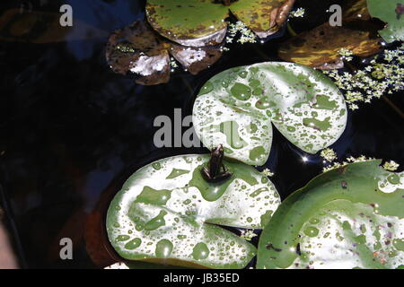 Grenouille assis sur une feuille de nénuphar Banque D'Images