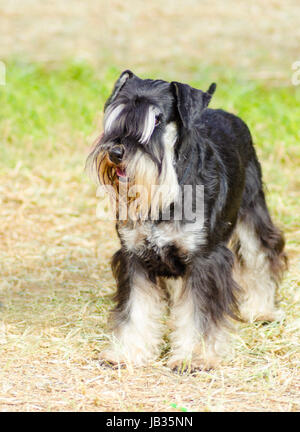 Un petit Schnauzer nain noir et argent chien debout sur l'herbe, l'air très heureux. Elle est connu pour être une intelligente, aimante, et chien heureux Banque D'Images
