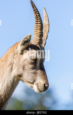 Libre du profil d'un Bouquetin des Alpes ou Steinbock doe Banque D'Images