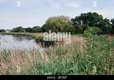 Les zones humides près de Stoke Newington Woodberry, North London UK Banque D'Images