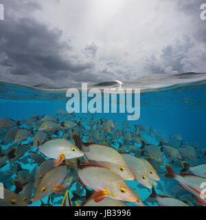 Sur et sous la surface de la mer, un banc de poissons vivaneau rouge à bosse sous l'eau avec ciel nuageux, Rangiroa, Tuamotu, océan Pacifique, Polynésie Française Banque D'Images