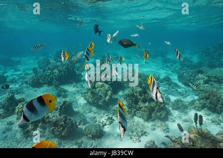 Poissons tropicaux sous l'eau dans un lagon d'une île de la Polynésie française, l'océan Pacifique Banque D'Images