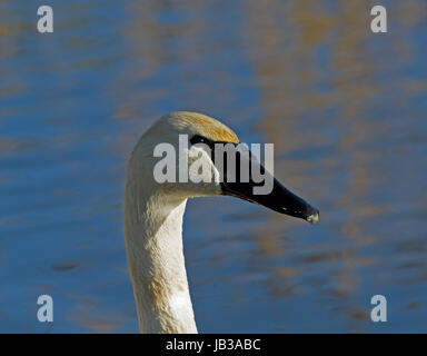 Head shot of hot Le Cygne Banque D'Images