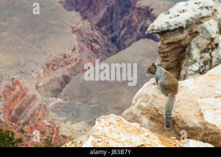 Rare Grand Canyon vue avec un rez sur le premier plan d'écureuil Banque D'Images