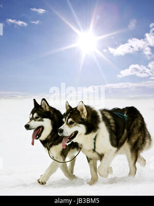 Slede chien malamute d'Alaska Banque D'Images