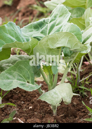 Le brocoli chinois ou chinoise de légumes chou in garden Banque D'Images