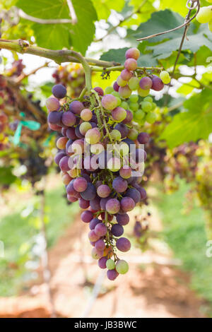 Les raisins rouges sur la vigne de la vigne avant la récolte Banque D'Images