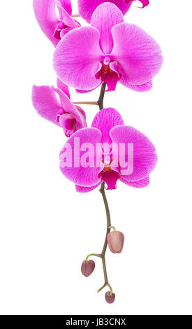 Radiant Orchid flower isolated on white Banque D'Images