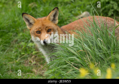 Captiive Red Fox (Vulpes vulpes) debout dans l'herbe à la British Wildlife Centre, Newchapel, Lingfield, Surrey, Royaume-Uni. Banque D'Images