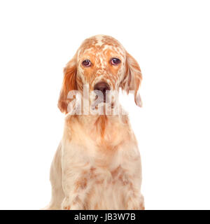 Belle Setter anglais avec des taches rouge isolé sur fond blanc Banque D'Images