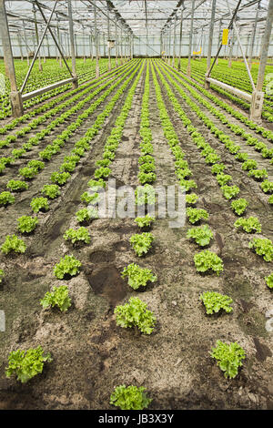 Sommaire La nouvelle plantation de jeunes plants de salades en serre en été - verticale Banque D'Images
