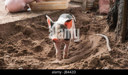 Le porcelet se trouve dans le sable dans sa basse-cour Banque D'Images