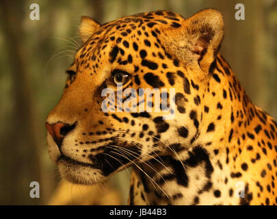 Le portrait d'une Jaguar à l'extérieur. Banque D'Images