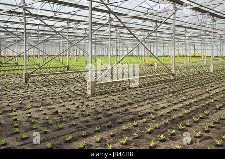 Aperçu travaillant sur la nouvelle plantation de jeunes plants de salades en serre en été - horizontal Banque D'Images