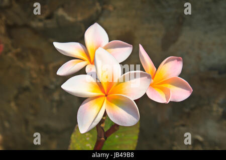 Plumeria (frangipanier) fleurs sur tree Banque D'Images