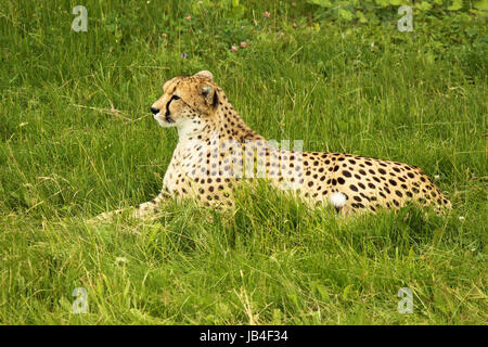 Un guépard se redressa tout en se reposant dans une prairie. Banque D'Images