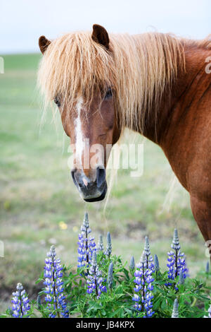 Icelandic Horse portrait close up Banque D'Images