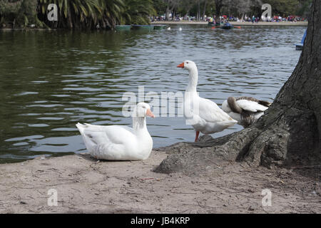 Joyeux canards à Palerme Banque D'Images