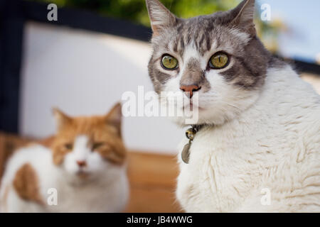 Close-up of cat blanc et gris en se tournant vers appareil photo avec un chat orange en arrière-plan. Banque D'Images