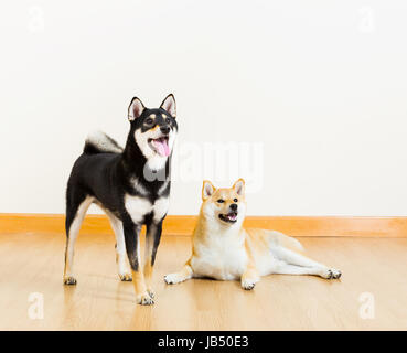 Chiens de Shiba Banque D'Images