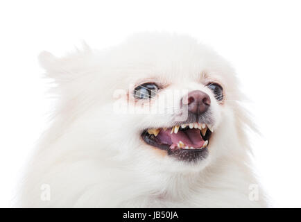 L'aboiement chien pomeranian blanc Banque D'Images