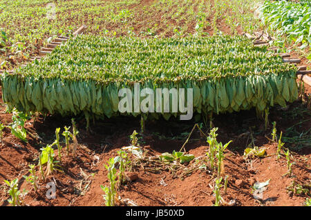 Tabakplantage Vinales im Tal, Kuba. Banque D'Images