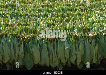 Tabakplantage Vinales im Tal, Kuba. Banque D'Images