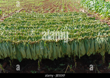 Tabakplantage Vinales im Tal, Kuba. Banque D'Images