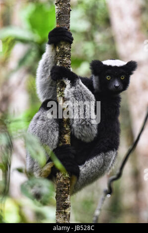 Indri, la plus grande espèce de lémuriens, le Parc National Andasibe, Madagascar Banque D'Images