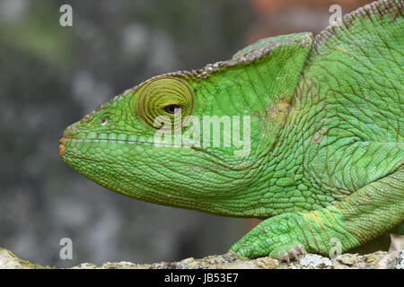 Colorful Parson's chameleon (Calumma parsoni), Ranomafana, Madagascar Banque D'Images