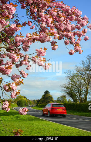 Camion passant route cherry blossom yorkshire royaume uni Banque D'Images